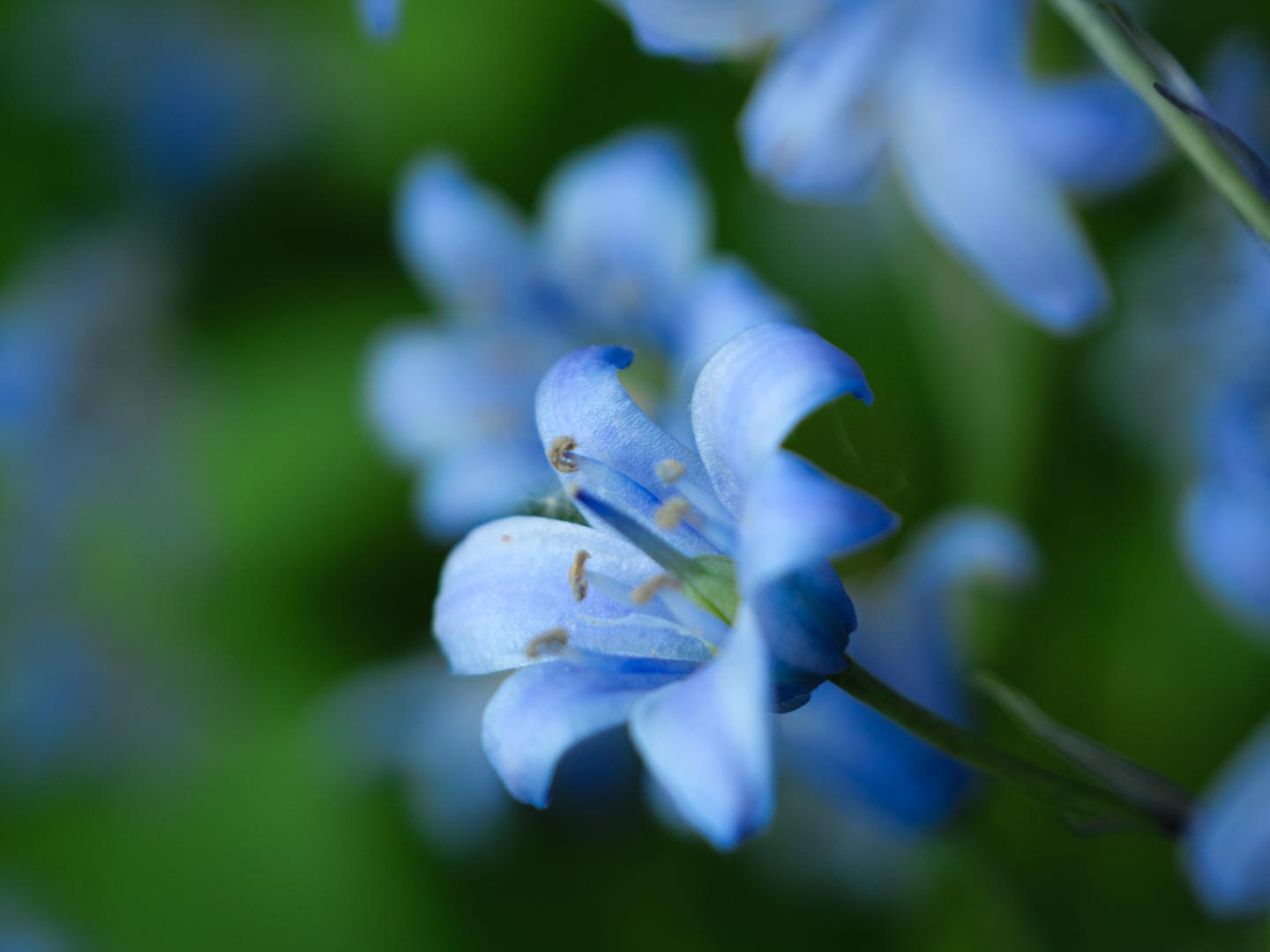 Petites fleurs bleues. Macrophotographie.