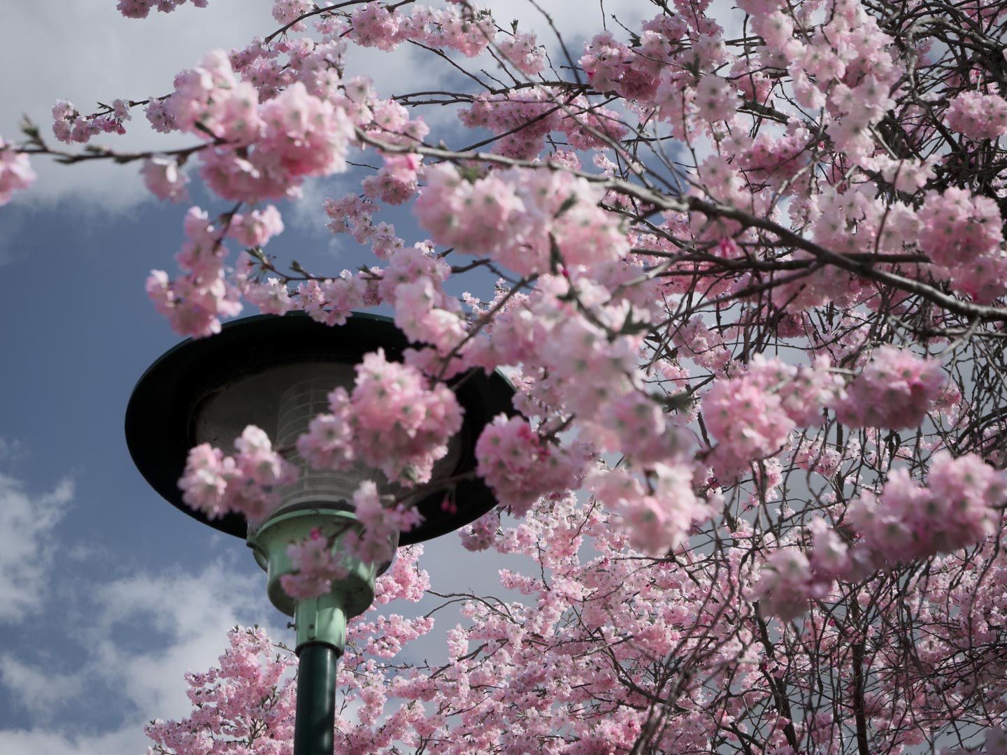 Lampadaire à côté d’un cerisier en fleurs.